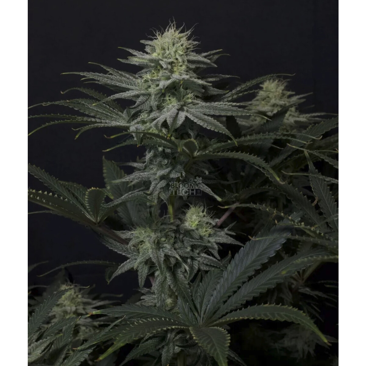 GG4 Sherbet FF - Fast Buds feminisiert 3er Pack