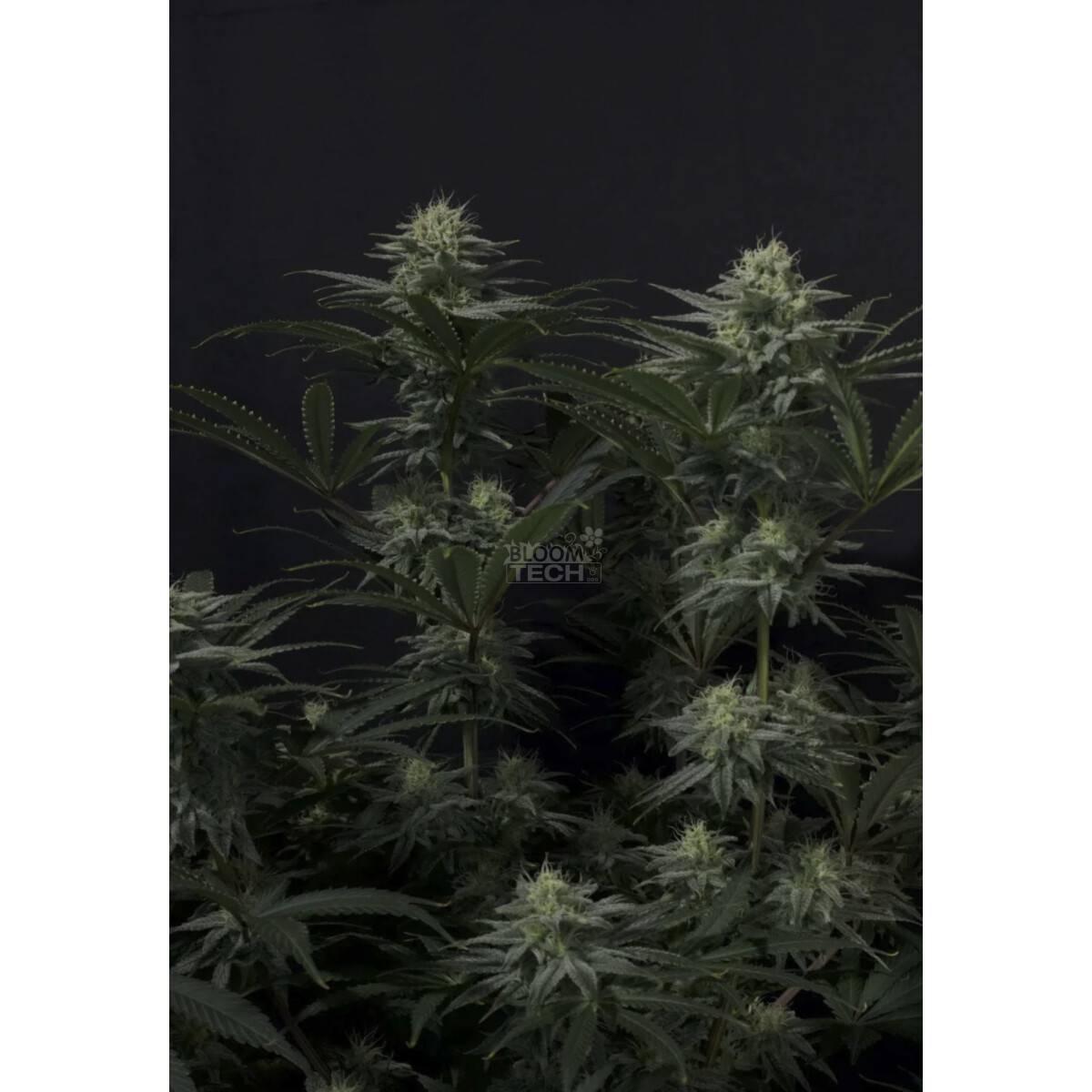 GG4 Sherbet FF - Fast Buds feminisiert 3er Pack