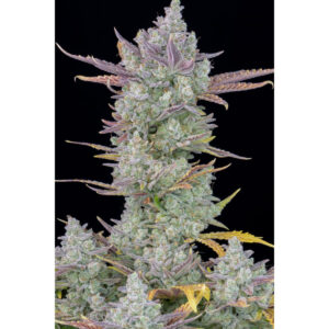 Gorilla Cookies Auto - Fast Buds feminisiert 3er Pack
