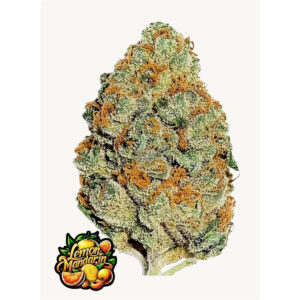 Lemon Mandarin - Fast Buds feminisiert 3er Pack