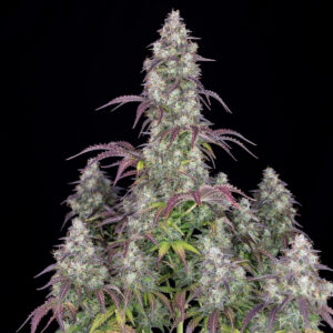 Lemon Pie Auto - Fast Buds feminisiert 3er Pack