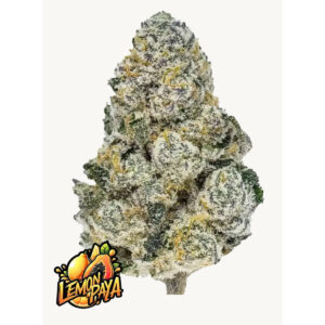 Lemonpaya - Fast Buds feminisiert 3er Pack