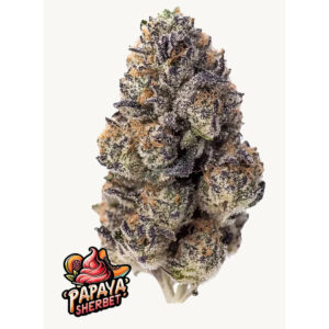 Papaya Sherbet - Fast Buds feminisiert 3er Pack