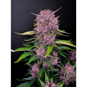 Purple Lemonade Auto - Fast Buds feminisiert 3er Pack