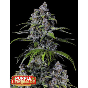 Purple Lemonade FF - Fast Buds feminisiert 3er Pack