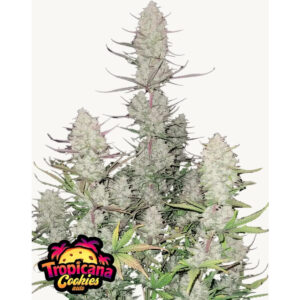 Tropicana Cookies Auto - Fast Buds feminisiert 3er Pack