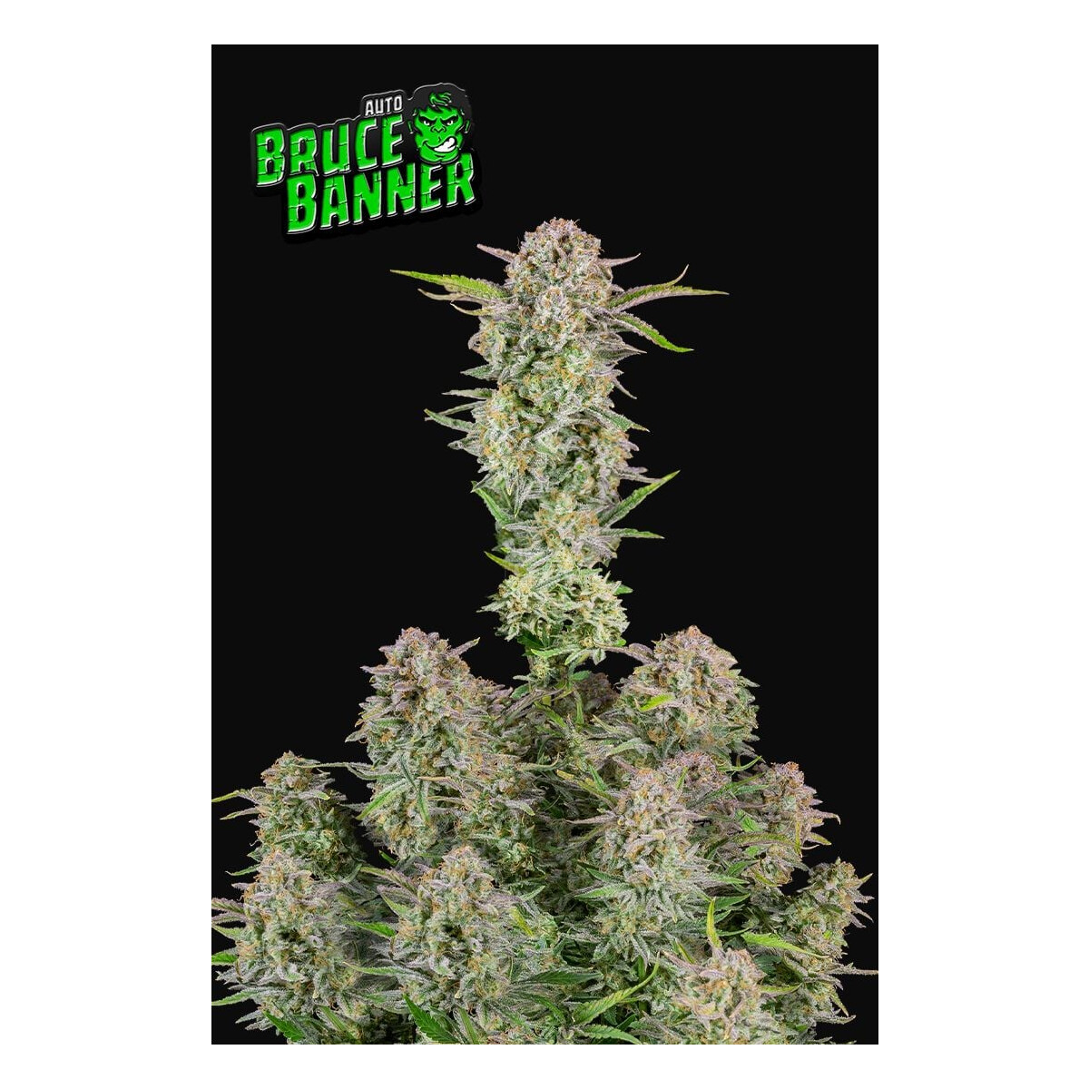 Bruce Banner Auto - Fast Buds feminisiert 3er Pack