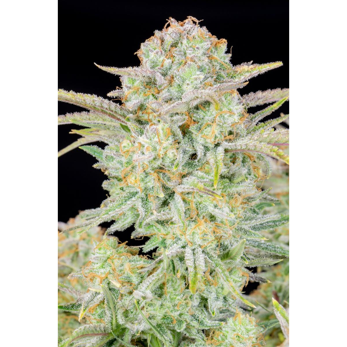 Bruce Banner Auto - Fast Buds feminisiert 3er Pack