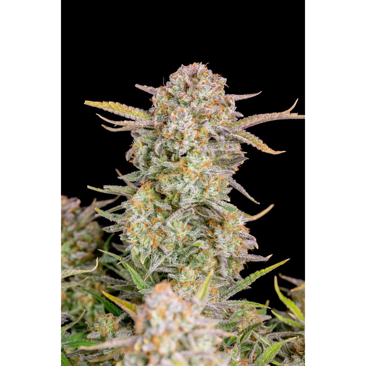 Bruce Banner Auto - Fast Buds feminisiert 3er Pack