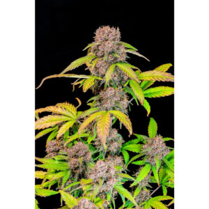 Fastbuds Gorilla Zkittelz Auto 1St. Promo