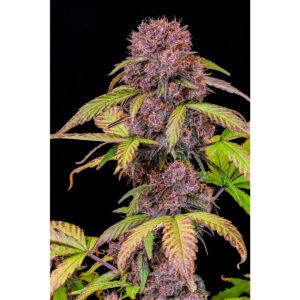Lemon Cherry Cookies Auto - Fast Buds feminisiert 3er Pack