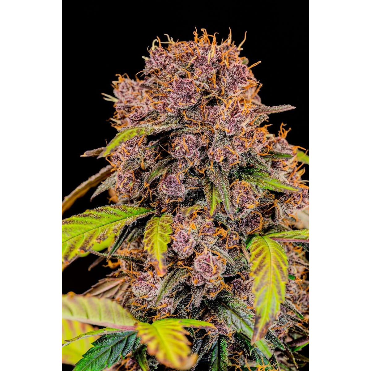 Lemon Cherry Cookies Auto - Fast Buds feminisiert 3er Pack