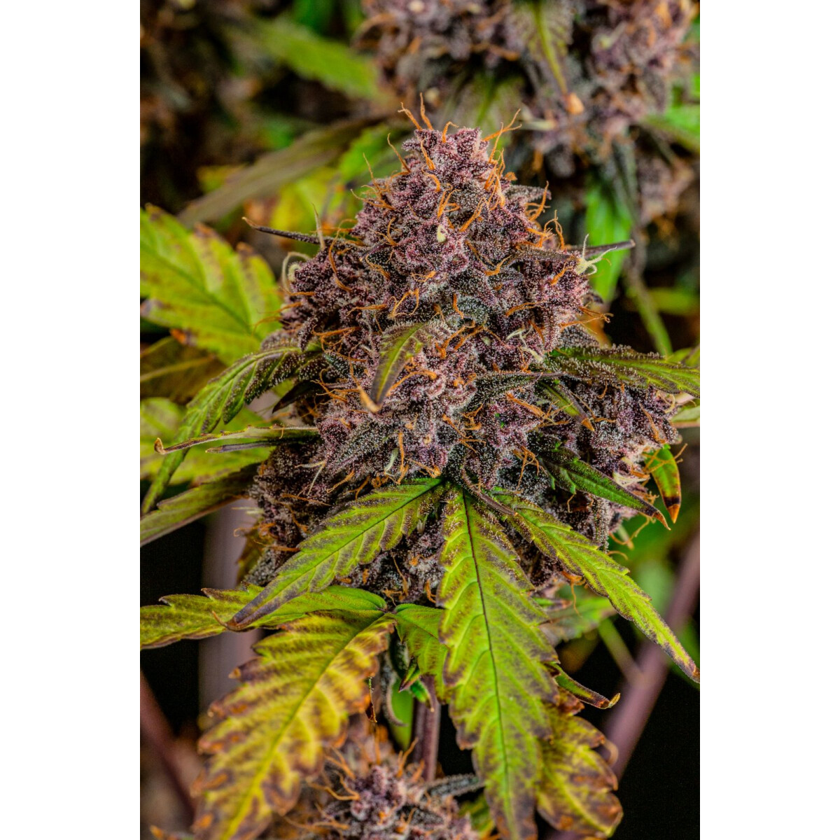 Lemon Cherry Cookies Auto - Fast Buds feminisiert 3er Pack