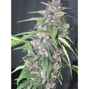 LSD-25 Auto - Fast Buds feminisiert 3er Pack