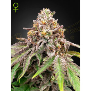 Blue Haze x Gelato 41 Auto - Green House Seed Co. feminisiert 3er Pack