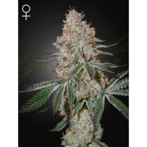 High Cloudz - Green House Seed Co. feminisiert 3er Pack