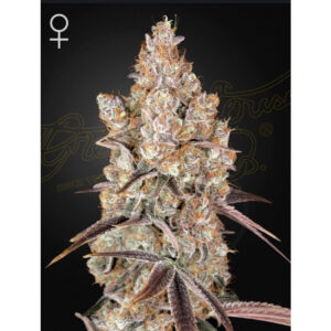 Holy Snow - Green House Seed Co. feminisiert 3er Pack