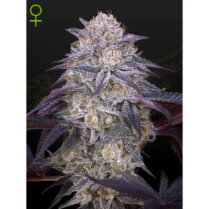 Kings Juice Auto - Green House Seed Co. feminisiert 3er Pack