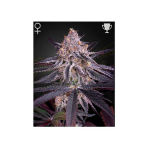 Kings Juice - Green House Seed Co. feminisiert 3er Pack