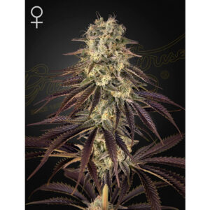 Kongs Krush - Green House Seed Co. feminisiert 3er Pack