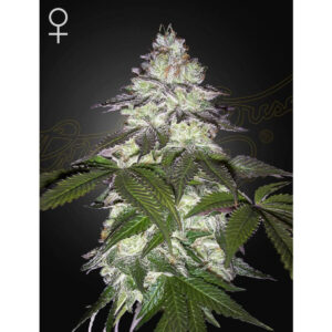 Milky Dreams - Green House Seed Co. feminisiert 3er Pack