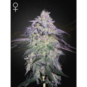 Nori Cake - Green House Seed Co. feminisiert 3er Pack