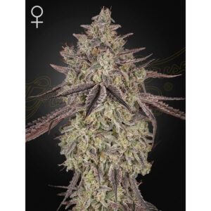 Skywalker Auto - Green House Seed Co. feminisiert 3er Pack