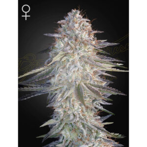 Super Lemon Haze x Pink Candy - Green House Seed Co. feminisiert 3er Pack