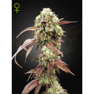 West Coast OG x Gelato Auto 41 - Green House Seed Co. feminisiert 3er Pack