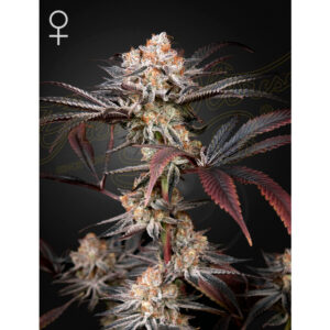 Wonder Pie - Green House Seed Co. feminisiert 3er Pack