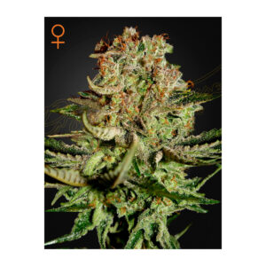 Super Bud - Green House Seed Co. feminisiert 3er Pack