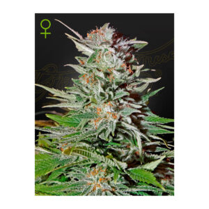 Super Lemon Haze Auto - Green House Seed Co. feminisiert 3er Pack