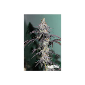 Blue Zlime – Grounded Genetics feminisiert 7er Pack