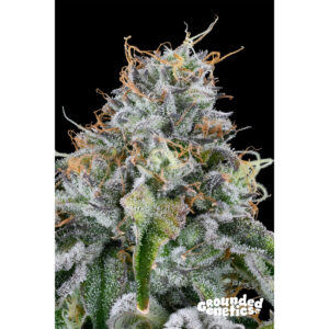 Easy Money – Grounded Genetics feminisiert 7er Pack