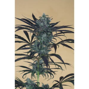 Blueberry Headband - Humboldt Seeds feminisiert 3er Pack