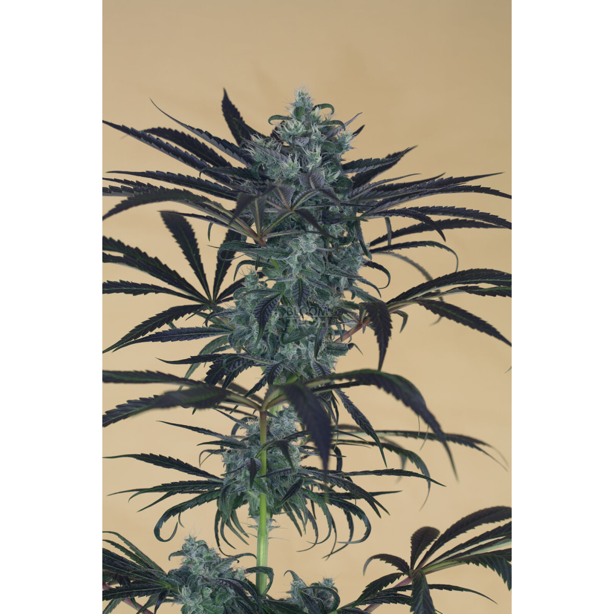 Blueberry Headband - Humboldt Seeds feminisiert 3er Pack