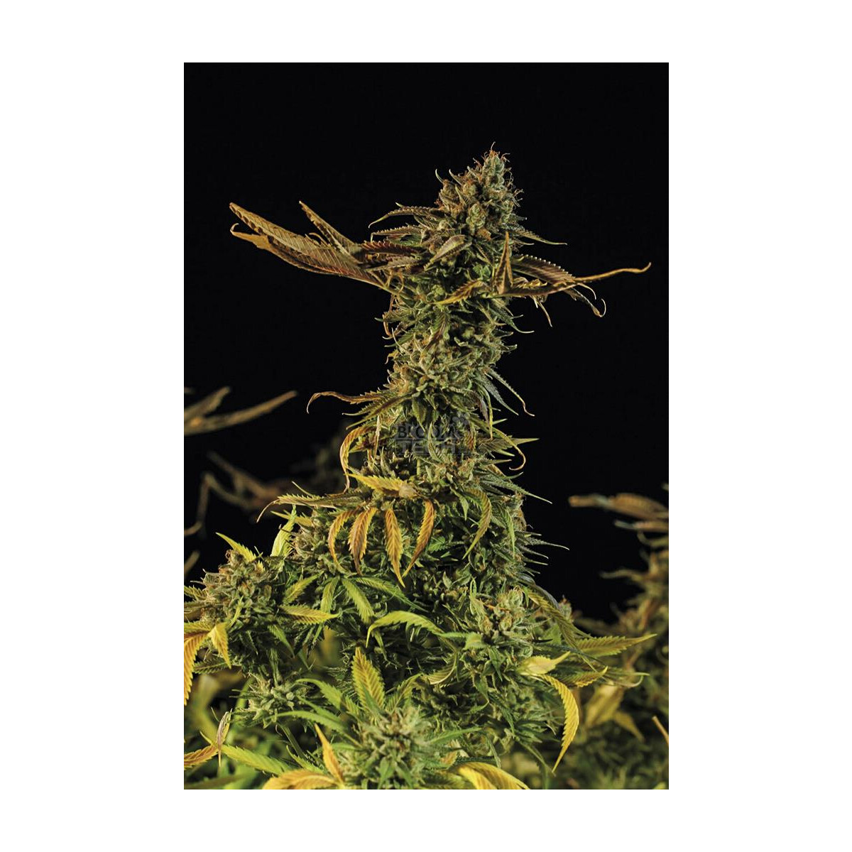 Blueberry Headband - Humboldt Seeds feminisiert 3er Pack