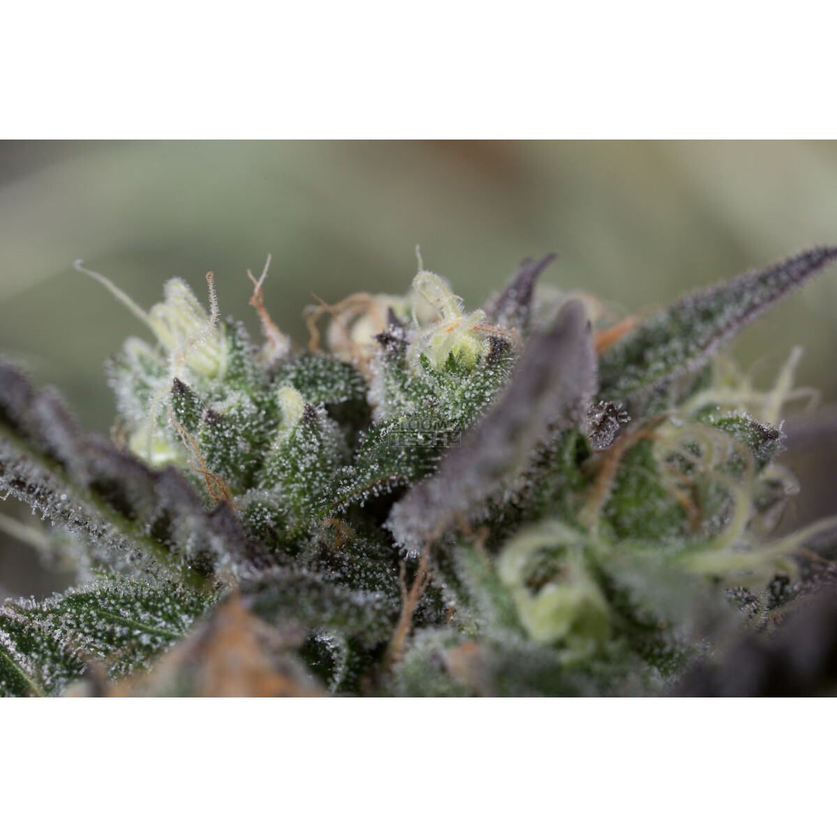 Blueberry Headband - Humboldt Seeds feminisiert 3er Pack