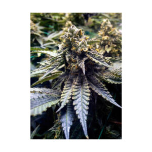 Chocolate Mint Og - Humboldt Seeds feminisiert 3er Pack