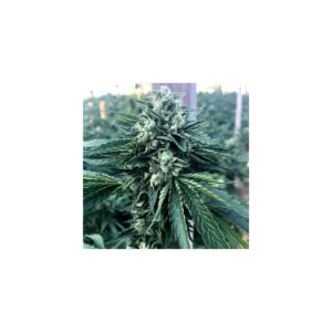 Cinnamon Buddha Og - Humboldt Seeds feminisiert 3er Pack