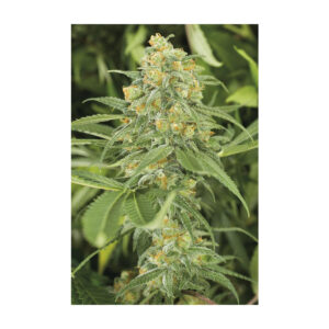 Green Crack - Humboldt Seeds feminisiert 3er Pack