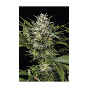 Pineapple Skunk - Humboldt Seeds feminisiert 3er Pack