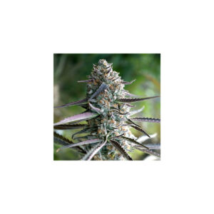 Runtz Fast Flowering - Humboldt Seeds feminisiert 3er Pack