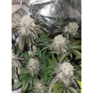Banana Cake - In House Genetics feminisiert 3er Pack