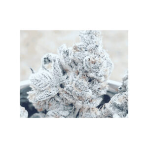 Bananacane - In House Genetics feminisiert 3er Pack