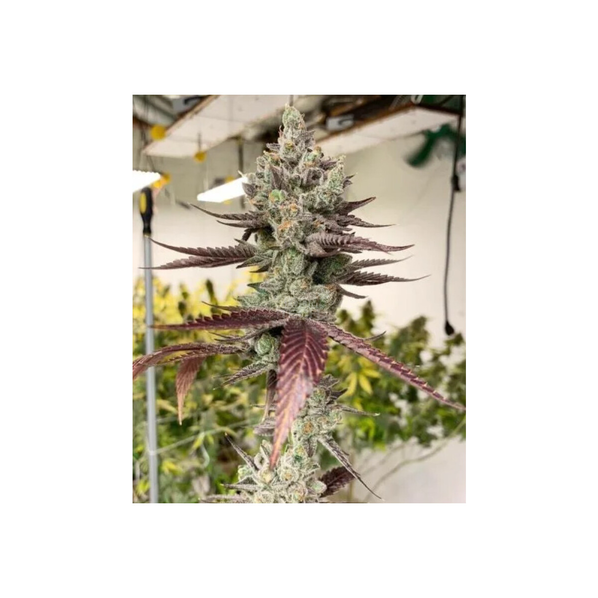 Bluenana - In House Genetics feminisiert 3er Pack