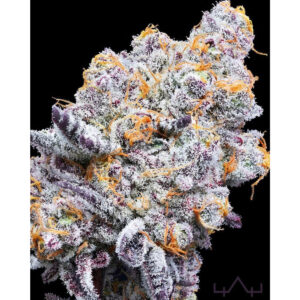 Deluxe Sugarcane - In House Genetics feminisiert 3er Pack