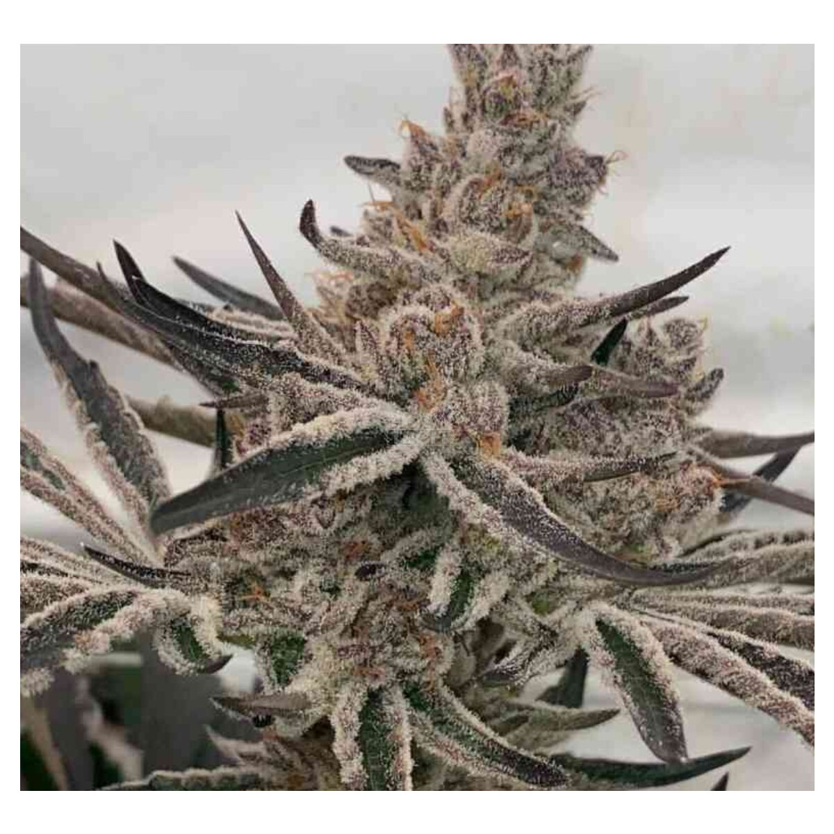 Deluxe Sugarcane - In House Genetics feminisiert 3er Pack