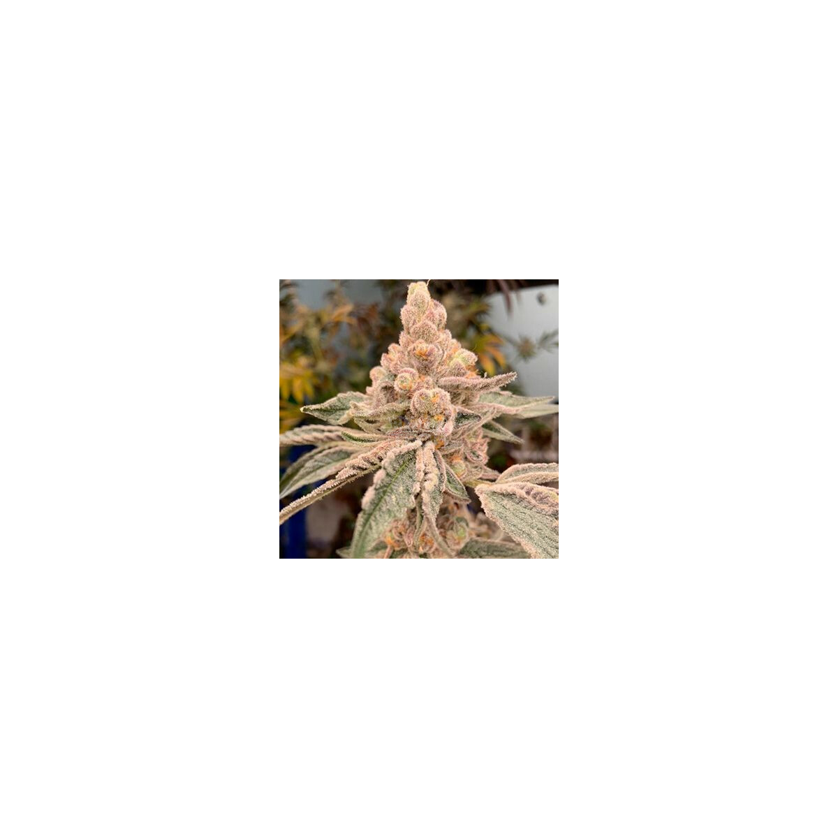 Dream Candy - In House Genetics feminisiert 3er Pack