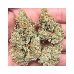 Frozen Gelato - In House Genetics feminisiert 3er Pack